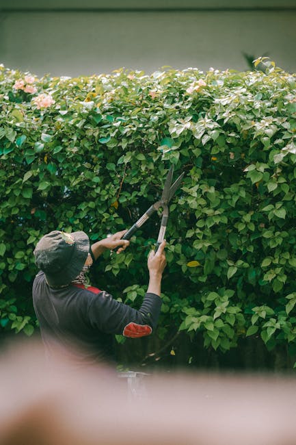 A gardener wearing a dark long-sleeved shirt with red patches on the elbows and a wide-brimmed hat is trimming a lush green hedge with long-handled pruning shears. The hedge, composed of dense leaves 